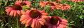 Bloeiende oranje zonnehoed (Echinacea)