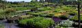 Overzicht van het verkoopterrein met vaste planten en heesters