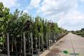 Impressie van het verkoopterrein van Groen Groep Eelde
