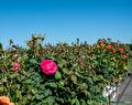 Impressie van het verkoopterrein van Groen Groep Eelde