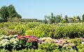 Heesters, hortensia's en bomen op het verkoopterrein