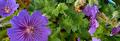 Paarse ooievaarsbek (Geranium) met hommel