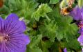 Paarse ooievaarsbek (Geranium) met hommel