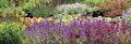 Bloeiende vaste planten, waaronder salvia, op de cash & carry