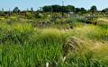 Siergrassen op het verkoopterrein van Groen Groep Eelde